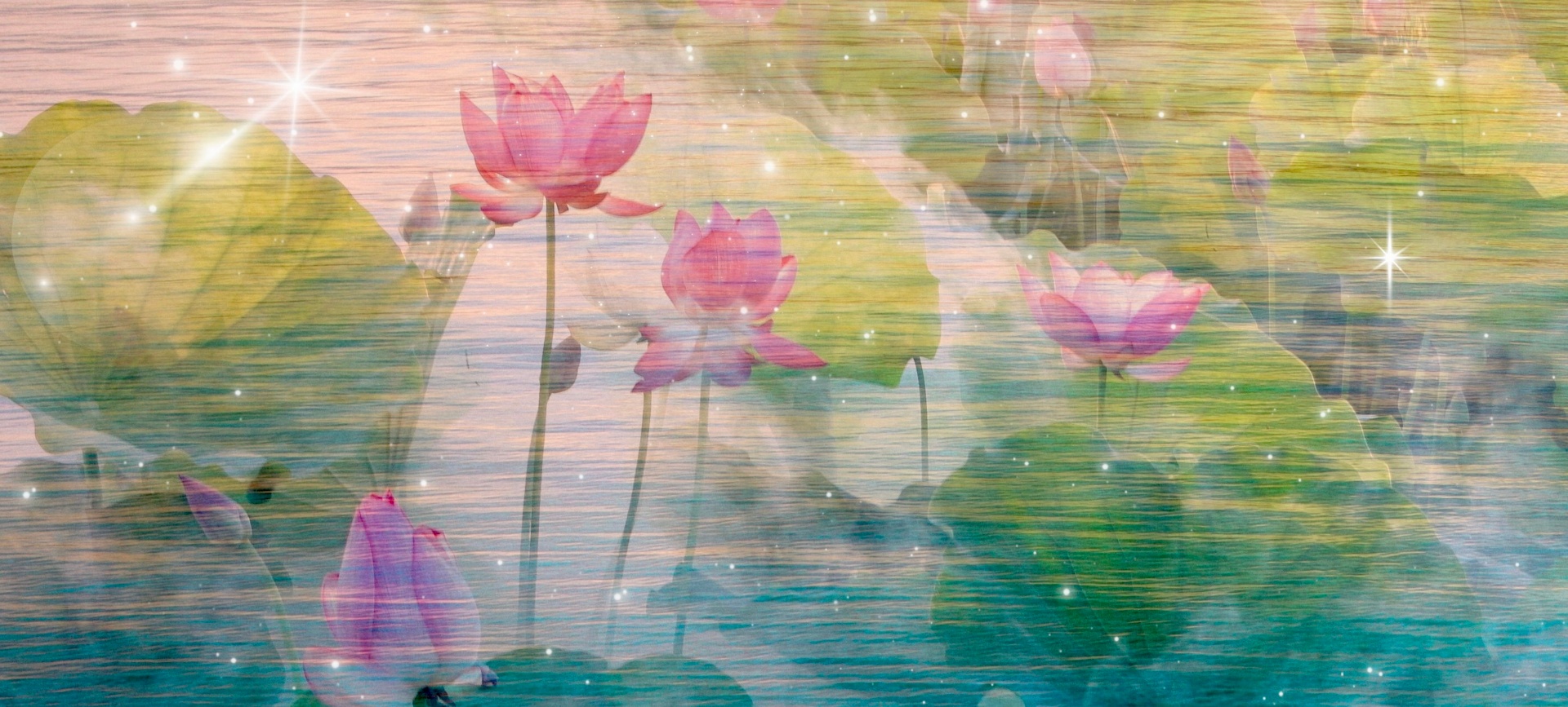Lotus blossoms on still water — painterly dreamscape